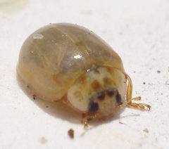 Adalia decempunctata