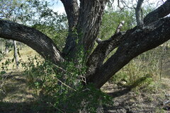 Prosopis nigra