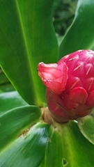 Costus spiralis