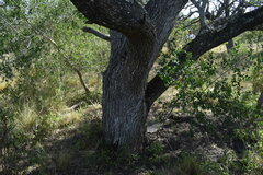 Prosopis nigra
