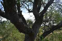Prosopis nigra