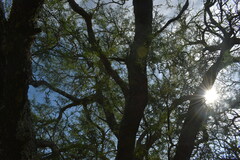 Prosopis nigra