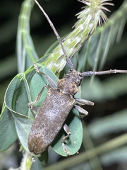 Monochamus