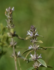 Hygrophila