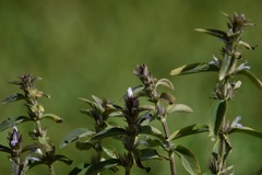 Hygrophila