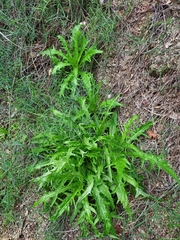 Malacothrix saxatilis