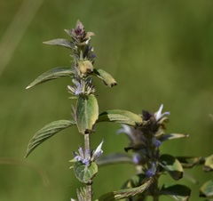 Hygrophila