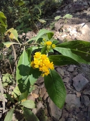 Verbesina virgata