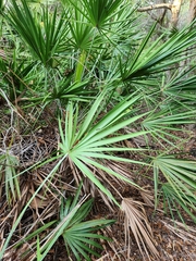 Serenoa repens