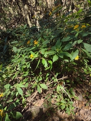 Verbesina virgata