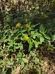 Verbesina virgata