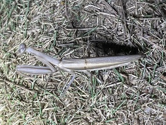 Mantis religiosa eichleri