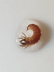 Glossosomatinae