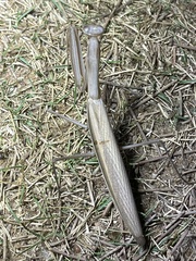 Mantis religiosa eichleri