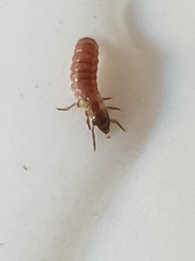 Glossosomatinae