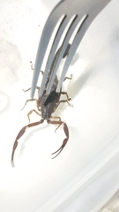 Tityus obscurus