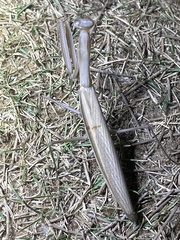 Mantis religiosa eichleri