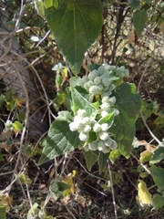 Ageratina petiolaris