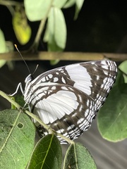 Neptis