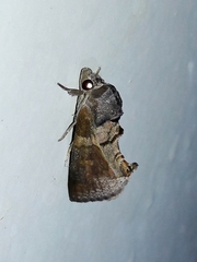 Gonodonta