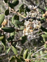 Ceanothus