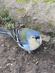 Fringilla coelebs maderensis
