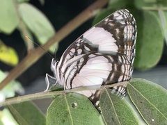 Neptis