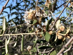 Ceanothus