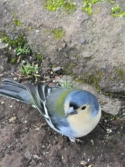 Fringilla coelebs maderensis