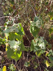 Ageratina petiolaris