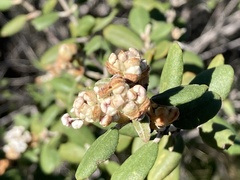 Ceanothus