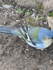 Fringilla coelebs maderensis