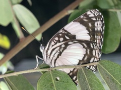 Neptis