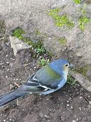 Fringilla coelebs maderensis