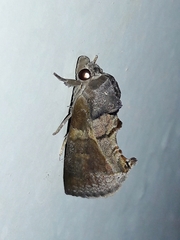 Gonodonta