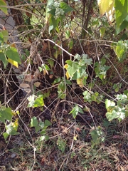 Ageratina petiolaris