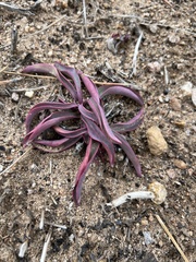 Penstemon centranthifolius