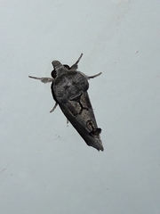 Gonodonta