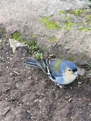Fringilla coelebs maderensis