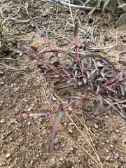 Penstemon centranthifolius