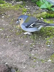 Fringilla coelebs maderensis