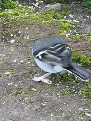 Fringilla coelebs maderensis