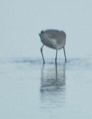 Limosa