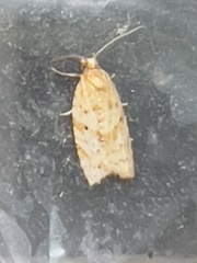 Clepsis divulsana