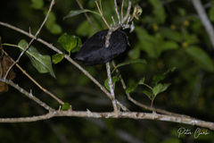 Megapodius freycinet