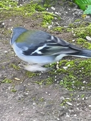 Fringilla coelebs maderensis