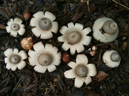 Geastrum morganii