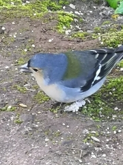 Fringilla coelebs maderensis