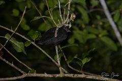 Megapodius freycinet