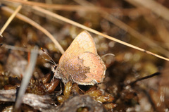 Callophrys augustinus